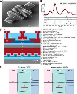 Back-End, CMOS-Compatible Ferroelectric FinFET for Synaptic Weights